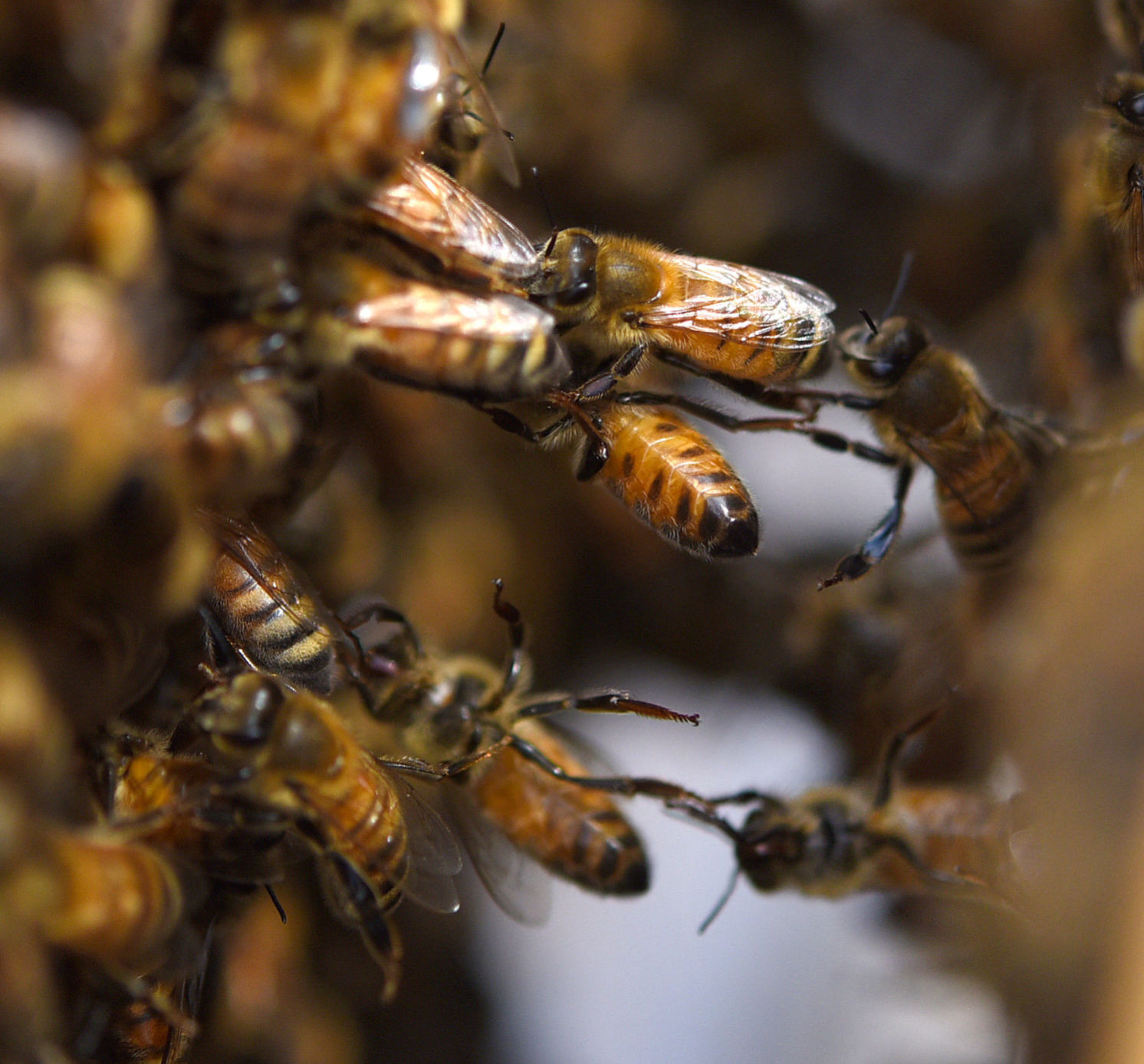 Desirae Balsamo bees